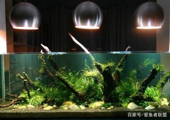 熱帶魚水溫控制設備的安全標準，關于熱帶魚水溫控制設備的安全標準