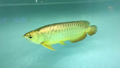 黃尾紅龍魚特征是什么：黃尾紅龍魚與黃尾龍魚的區別