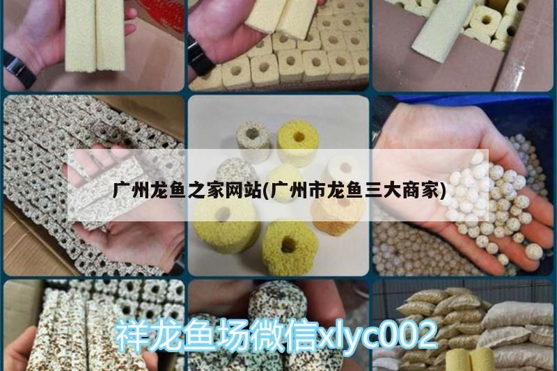 廣州龍魚之家網站(廣州市龍魚三大商家)