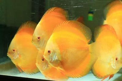 扁扁的觀賞魚是什么魚（什么是扁扁的觀賞魚？） 扁扁的觀賞魚是什么魚（什么是扁扁的觀賞魚？） 新加坡三巴旺 第4張