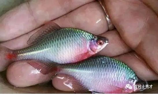 扁扁的觀賞魚是什么魚（什么是扁扁的觀賞魚？） 扁扁的觀賞魚是什么魚（什么是扁扁的觀賞魚？） 新加坡三巴旺 第3張