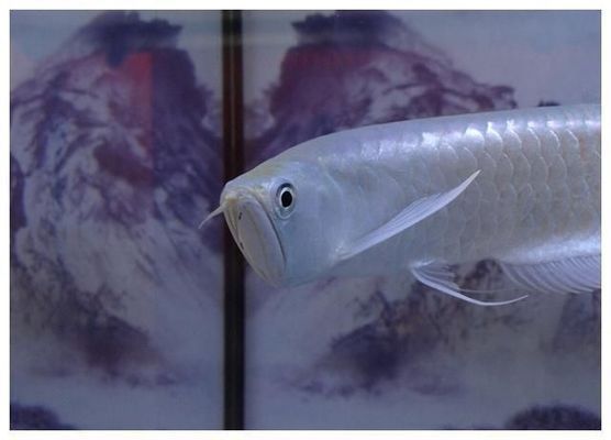 金龍魚燒尾是什么意思：如何判斷金龍魚健康，金龍魚疾病預防指南