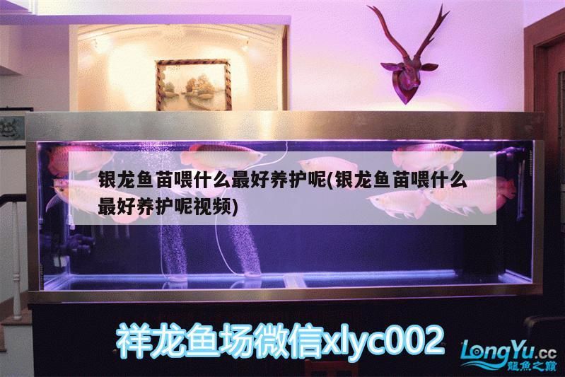 銀龍魚苗喂什么最好養(yǎng)護呢(銀龍魚苗喂什么最好養(yǎng)護呢視頻)