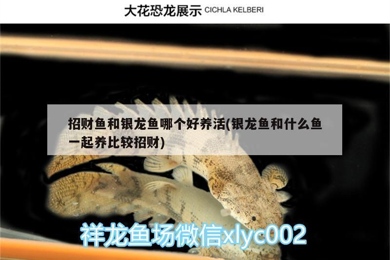 龍魚干蝦有營養嗎 招財魚和銀龍魚哪個好養活(銀龍魚和什么魚一起養比較招財) 銀龍魚百科 招財魚和銀龍魚哪個好養活(銀龍魚和什么魚一起養比較招財) 招財魚和銀龍魚哪個好養活(銀龍魚和什么魚一起養比較招財) 銀龍魚百科