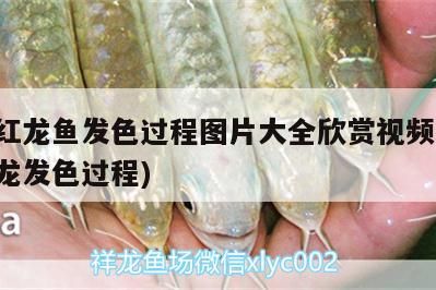 印尼紅龍魚發色過程圖片大全欣賞視頻(印尼血紅龍發色過程) 印尼紅龍魚發色過程圖片大全欣賞視頻(印尼血紅龍發色過程) 紅龍魚百科