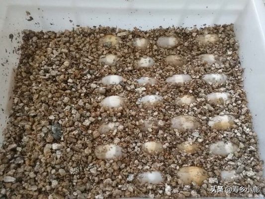 豬鼻龜怎么孵化：豬鼻龜可以人工繁殖嗎，可以人工繁殖嗎