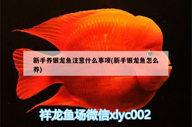新手養(yǎng)銀龍魚注意什么事項(新手銀龍魚怎么養(yǎng))