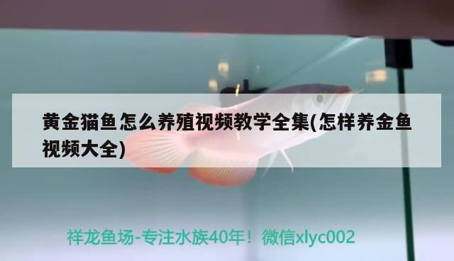 黃金貓魚怎么養殖視頻教學全集(怎樣養金魚視頻大全)