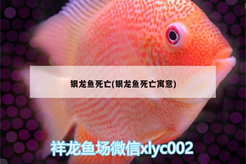 銀龍魚死亡(銀龍魚死亡寓意)