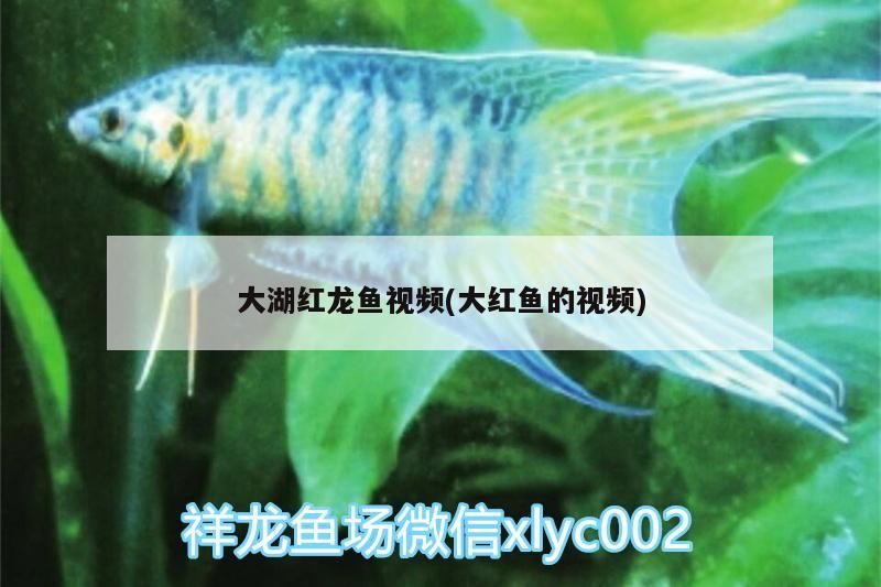 大湖紅龍魚視頻(大紅魚的視頻) 大湖紅龍魚視頻(大紅魚的視頻) 大湖紅龍魚百科