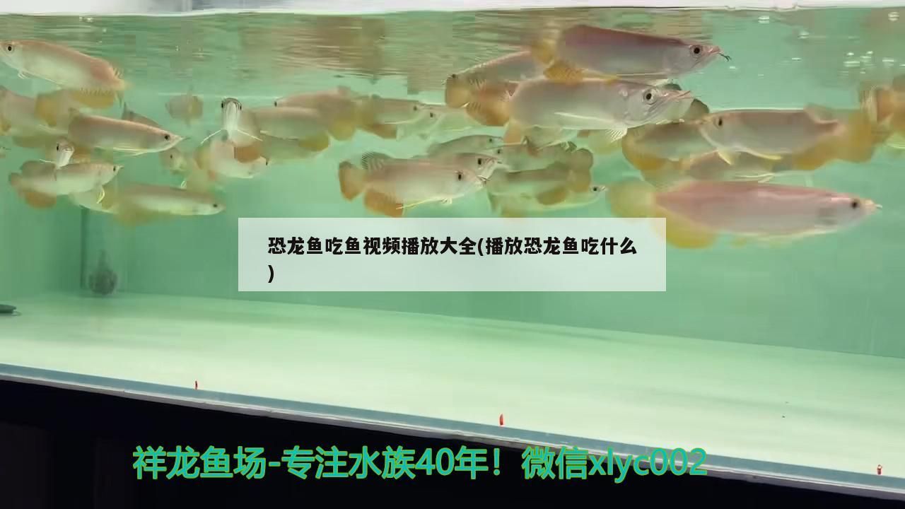 yeeking魚(yú)缸(YEE魚(yú)缸怎么樣)