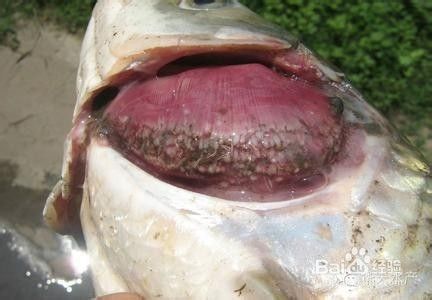 觀賞魚突然死亡原因（觀賞魚突然死亡的原因）