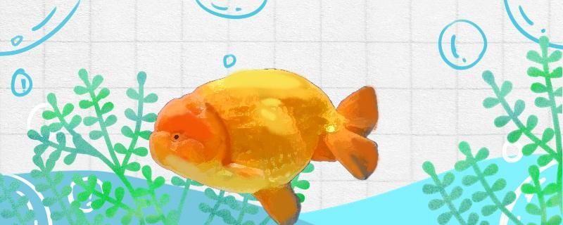 蘭壽金魚需要加熱棒嗎需要過濾器嗎 蘭壽金魚需要加熱棒嗎需要過濾器嗎 錦鯉魚百科 第1張