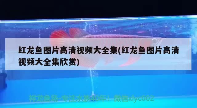 青島魚缸回收電話地址（青島二手魚缸低價出售）