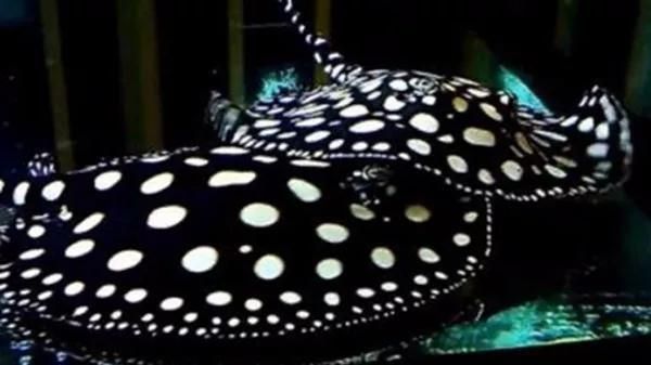 魟魚吃食吞吞吐吐是怎么回事：魟魚吃食時吞吞吐吐是怎么回事
