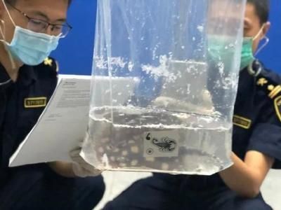 魟魚尾巴打針：給魟魚打針時需要注意以下幾點，需要注意以下幾點 魟魚尾巴打針：給魟魚打針時需要注意以下幾點，需要注意以下幾點 魟魚百科 第1張
