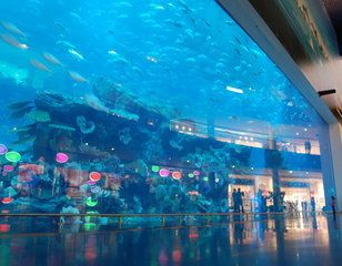 水族館里面有什么動物：上海海洋水族館中可能展示的一些動物的詳細信息，鯨魚的生活習性