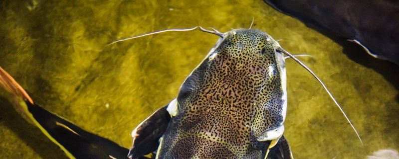 魚缸放入戶門對面好嗎（魚缸放到入戶門對面可以么）