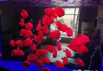 觀賞魚發順豐怎么簽合同（如何簽訂觀賞魚合同）