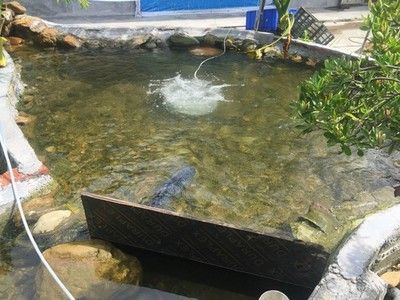 戶外觀賞魚池需要沖氧嗎為什么（戶外觀賞魚池沖氧的作用）