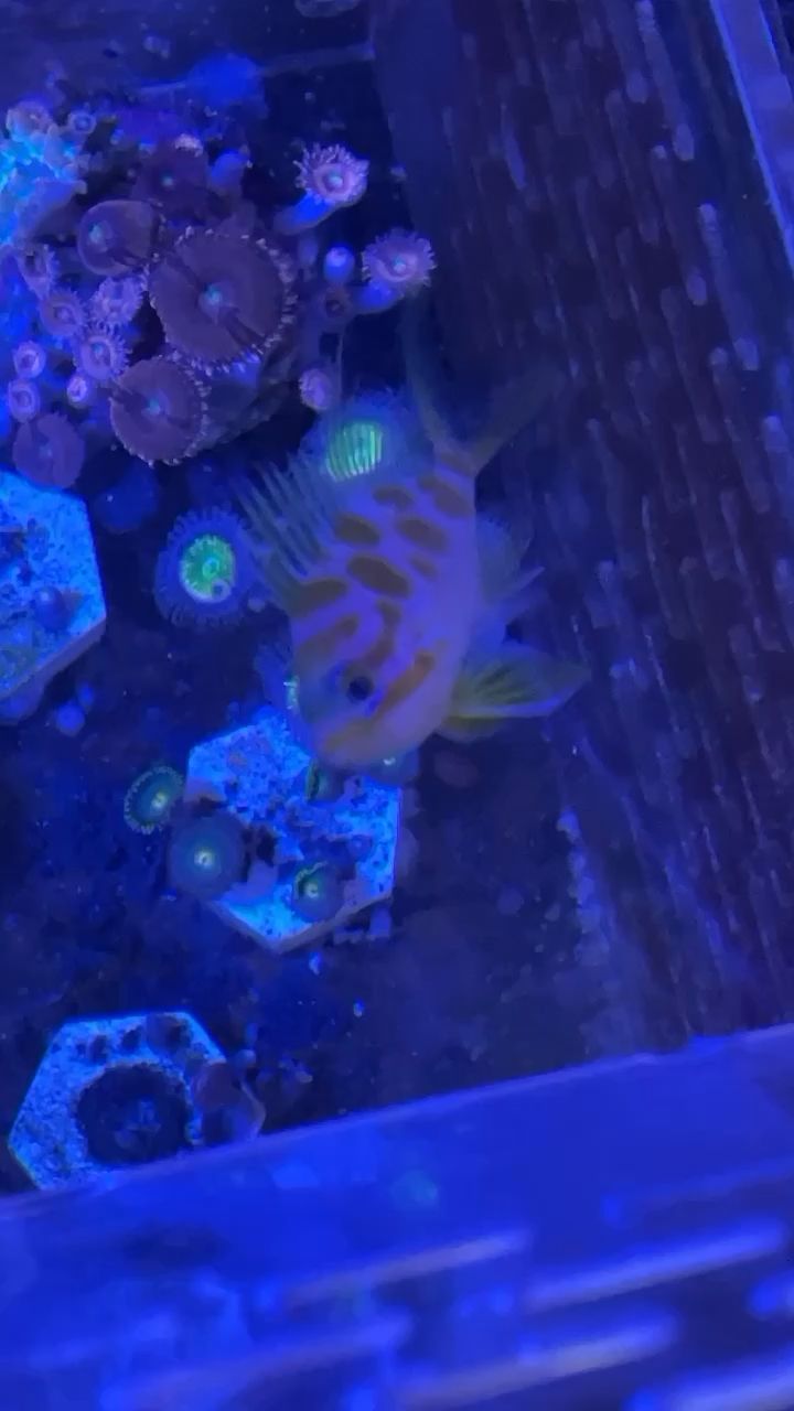 龍魚能吃活魚嗎(銀龍魚混養最佳搭配圖)