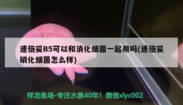 速倍妥B5可以和消化細菌一起用嗎(速倍妥硝化細菌怎么樣)