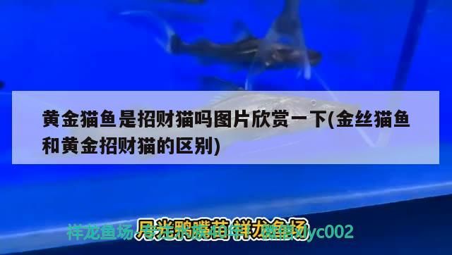 黃金貓魚是招財貓嗎圖片欣賞一下(金絲貓魚和黃金招財貓的區別)