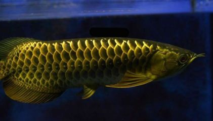 金龍魚繁殖水質維護要點:金龍魚繁殖時水質維護的關鍵點金龍魚繁殖水質ph值調節方法 金龍魚百科 第4張 金龍魚繁殖水質維護要點:金龍魚繁殖時水質維護的關鍵點金龍魚繁殖水質ph值調節方法 金龍魚繁殖水質維護要點:金龍魚繁殖時水質維護的關鍵點金龍魚繁殖水質ph值調節方法 金龍魚百科 第4張