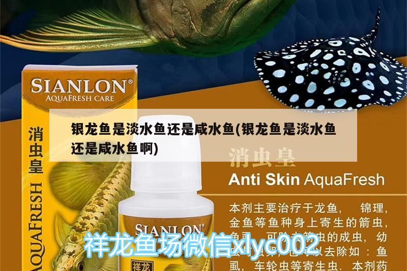 銀龍魚是淡水魚還是咸水魚(銀龍魚是淡水魚還是咸水魚啊) 銀龍魚是淡水魚還是咸水魚(銀龍魚是淡水魚還是咸水魚啊) 銀龍魚百科