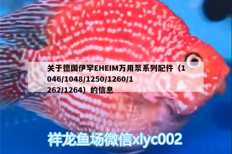 關于德國伊罕EHEIM萬用泵系列配件（1046/1048/1250/1260/1262/1264）的信息 關于德國伊罕EHEIM萬用泵系列配件（1046/1048/1250/1260/1262/1264）的信息 伊罕水族