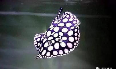 魟魚下鹽好處是什么：魟魚下鹽是一種常見的飼養(yǎng)方法