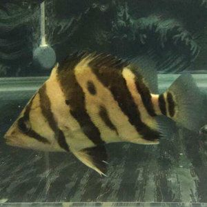 印尼虎魚黑紋變淡怎么辦？：印尼虎魚的黑紋變淡怎么辦