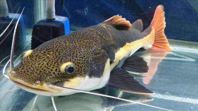 廣東本地觀賞魚有哪些品牌的（廣東本地觀賞魚品牌）