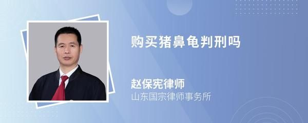 豬鼻龜判刑 豬鼻龜判刑 豬鼻龜百科 第1張