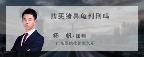 豬鼻龜判刑 豬鼻龜判刑 豬鼻龜百科 第3張