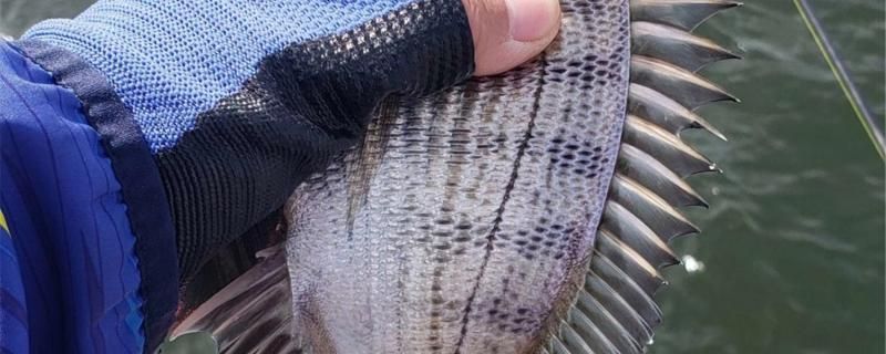 烏魯木齊58同城二手魚缸買賣網(wǎng)電話多少 烏魯木齊58同城二手魚缸買賣網(wǎng)電話多少號