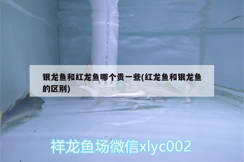 銀龍魚和紅龍魚哪個貴一些(紅龍魚和銀龍魚的區別) 銀龍魚和紅龍魚哪個貴一些(紅龍魚和銀龍魚的區別) 銀龍魚百科
