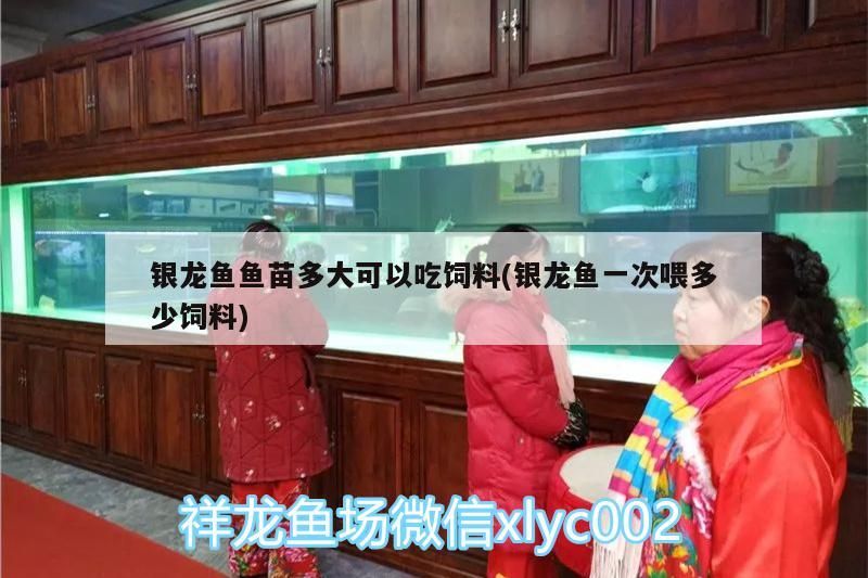 銀龍魚魚苗多大可以吃飼料(銀龍魚一次喂多少飼料) 銀龍魚魚苗多大可以吃飼料(銀龍魚一次喂多少飼料) 銀龍魚百科