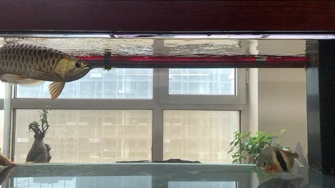 曬曬好久沒拍 曬曬好久沒拍 錦鯉魚百科