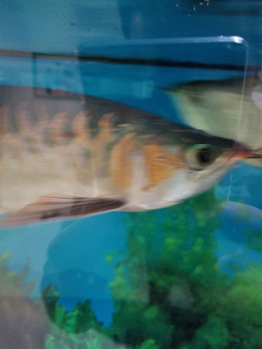 喀什水族館紅龍開始用燈用NEC好還是馬印好？ 喀什水族館紅龍開始用燈用NEC好還是馬印好？ 馬印水族