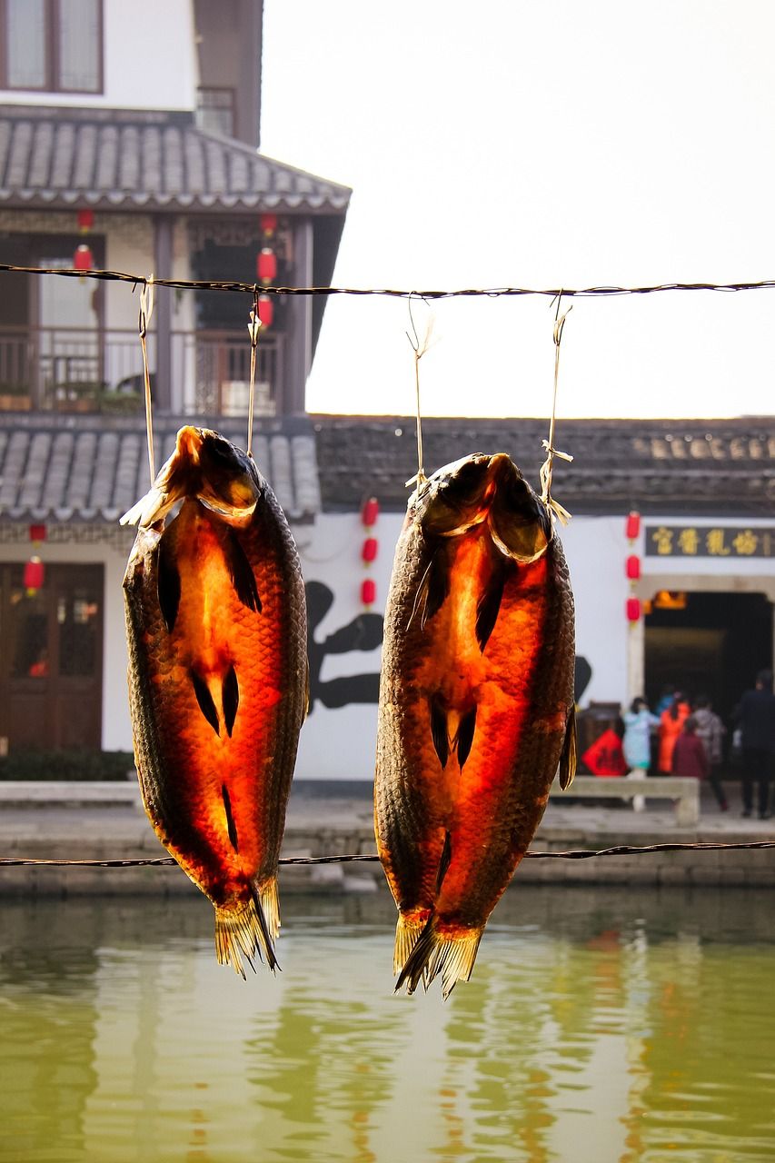 銀龍魚一直喂飼料可以嗎：銀龍魚長(zhǎng)期喂魚飼料可以嗎