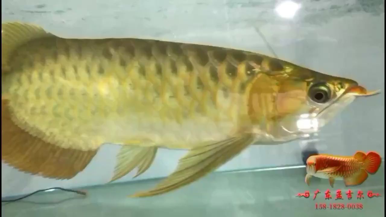 常德觀賞魚市場孟吉爾紅龍落戶廣州圓了萬吉夢 常德觀賞魚市場孟吉爾紅龍落戶廣州圓了萬吉夢 廣州孟吉爾 第1張