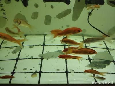 觀賞魚飄在水面怎么回事（觀賞魚飄在水面可能與健康問題有關觀賞魚的行為模式）