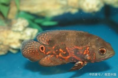 觀賞魚飄在水面怎么回事（觀賞魚飄在水面可能與健康問題有關觀賞魚的行為模式）