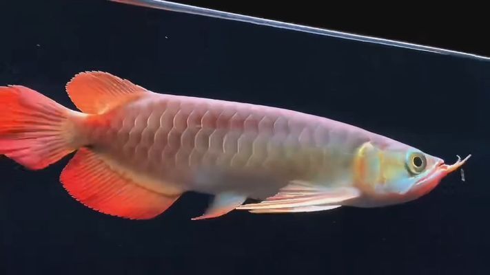 印尼大湖紅龍魚品質如何樣：印尼大湖紅龍魚價格范圍