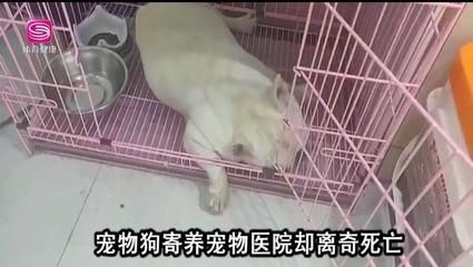 博特寵物診所怎么樣收費：博特寵物診所怎么樣收費博特寵物診所怎么樣收費 博特寵物診所怎么樣收費：博特寵物診所怎么樣收費博特寵物診所怎么樣收費 博特水族 第1張