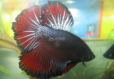 斗魚喂什么飼料最好(斗魚的飼養(yǎng)方法) 立達金龍魚 第4張 斗魚喂什么飼料最好(斗魚的飼養(yǎng)方法) 斗魚喂什么飼料最好(斗魚的飼養(yǎng)方法) 立達金龍魚 第4張