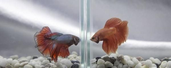 斗魚喂什么飼料最好（斗魚的飼養方法）