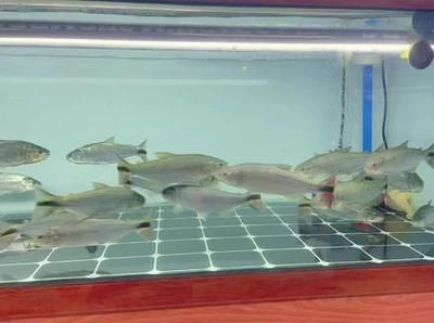 黃金河虎魚水溫異常處理方法，如何處理黃金河虎魚水溫異常的問題