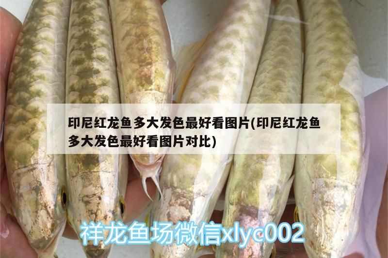 印尼紅龍魚多大發(fā)色最好看圖片(印尼紅龍魚多大發(fā)色最好看圖片對(duì)比)